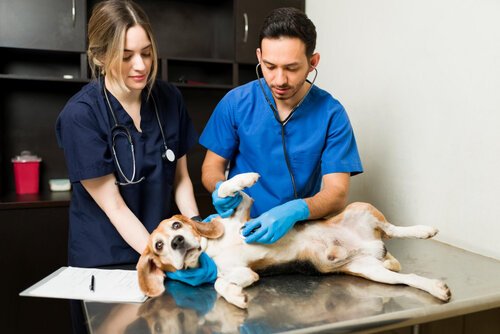 What Happens During Spay Surgery
