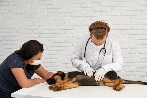 When Should a Dog Be Spayed