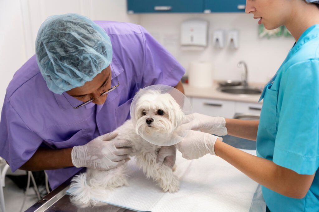 vet in Mississauga
