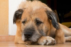 Fewer strays