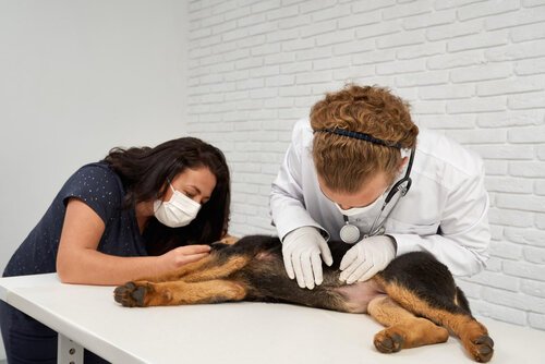 Happens During Neuter Surgery