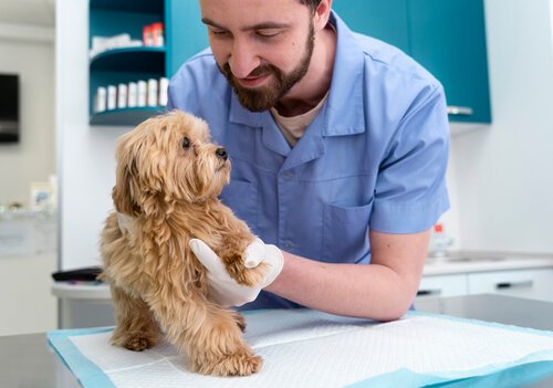 Neuter Recovery