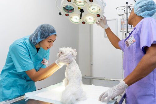 Prepare Your Dog for Surgery